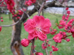 京都御所梅花