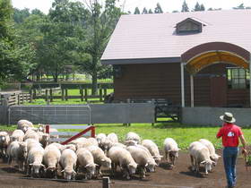 Sheep & Dog Show