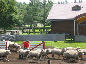 Sheep & Dog Show