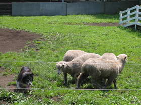 Sheep & Dog Show