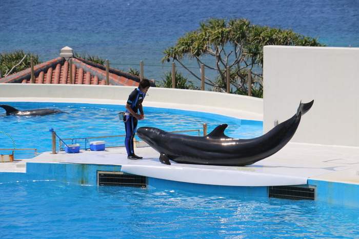 美ら海水族館