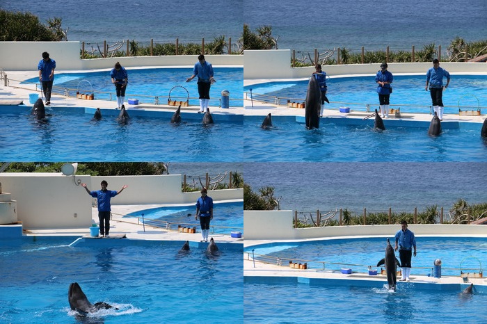 美ら海水族館