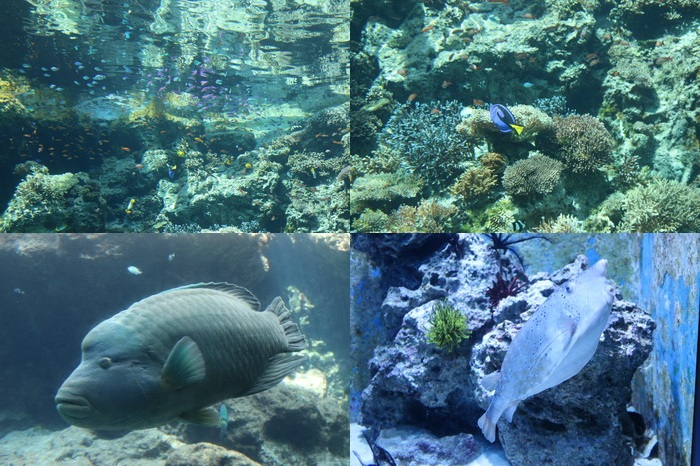 美ら海水族館