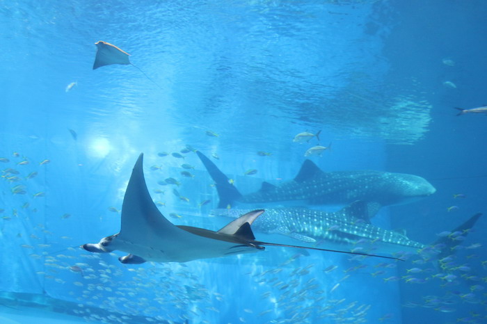 美ら海水族館