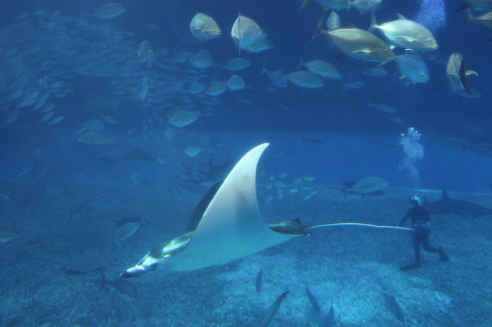 美ら海水族館