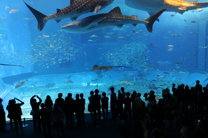 美ら海水族館