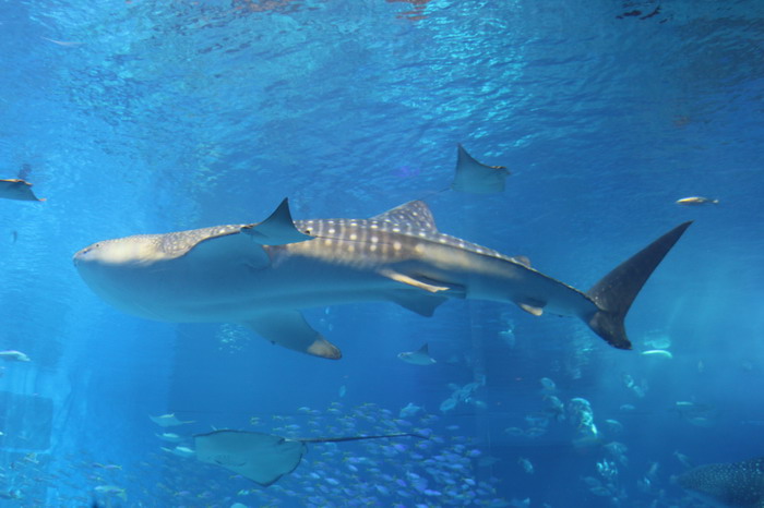 美ら海水族館