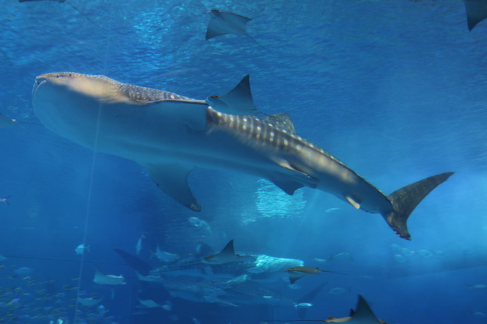 美ら海水族館