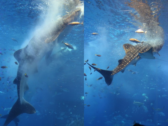 美ら海水族館