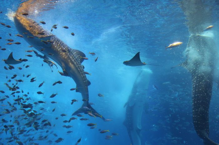 美ら海水族館