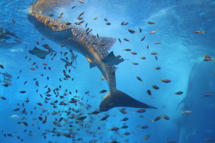 美ら海水族館