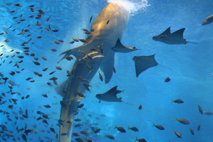 美ら海水族館