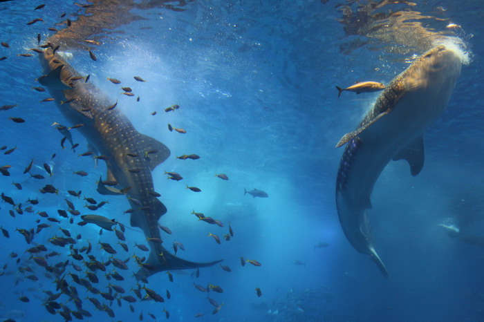 美ら海水族館