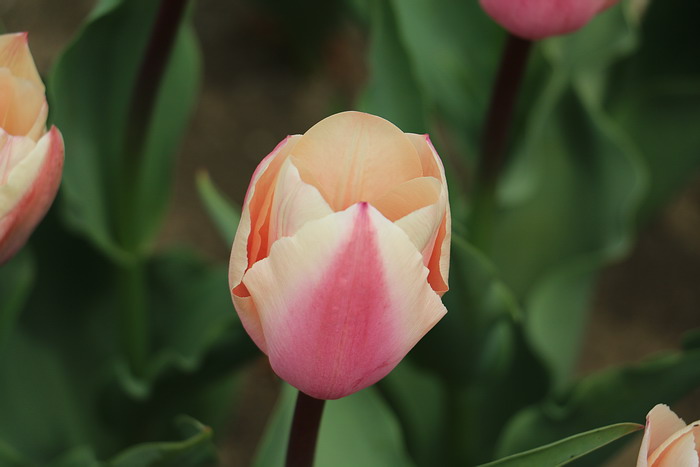 群馬花卉公園