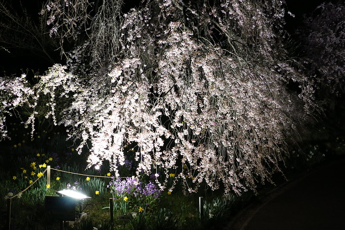 船岡城址公園