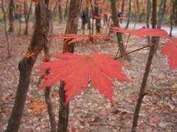 紅葉片片