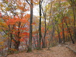 沿途紅葉景色